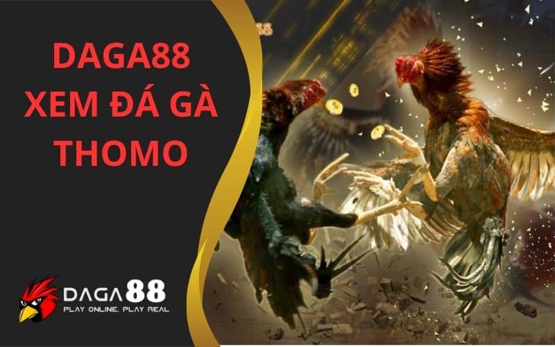 DAGA88 là trang xem trực tiếp đá gà Thomo