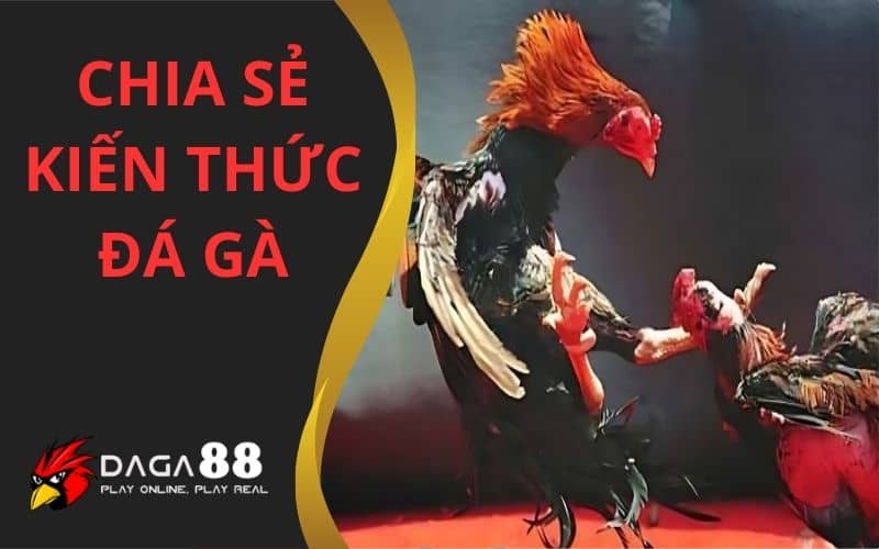 Kiến thức đá gà được chia sẻ chuyên sâu