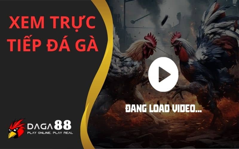 Xem trực tiếp đá gà độc quyền từ các trường gà nổi tiếng