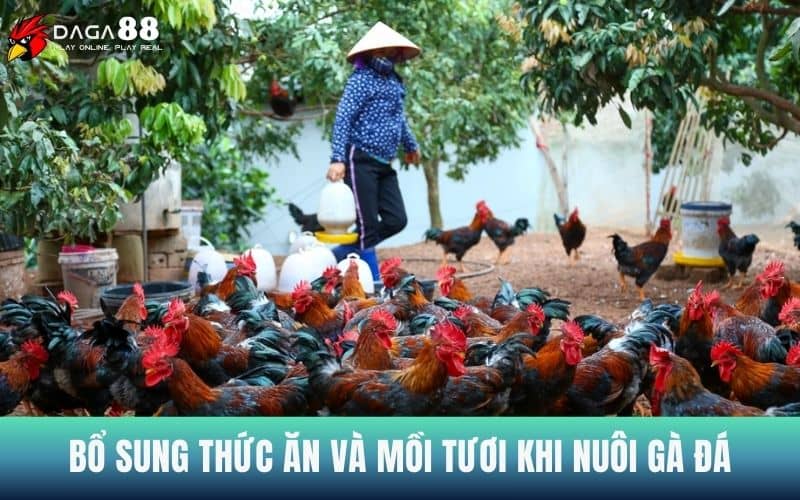 Bổ sung thức ăn và mồi tươi để nuôi gà đá bo lớn Bổ sung thức ăn và mồi tươi để nuôi gà đá bo lớn