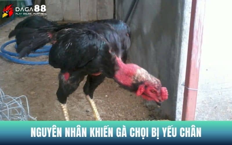 Các nguyên nhân khiến gà chọi bị yếu chân Các nguyên nhân khiến gà chọi bị yếu chân
