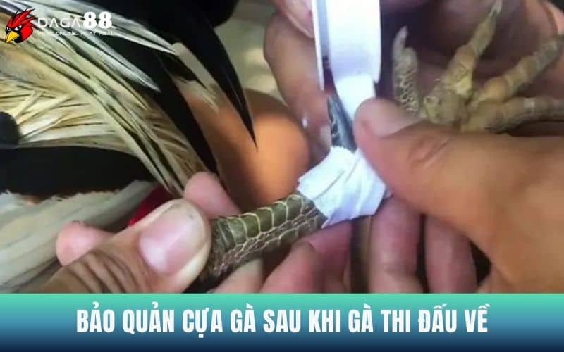 Cần bảo quản cựa gà sau khi thi đấu để tránh hỏng cựa