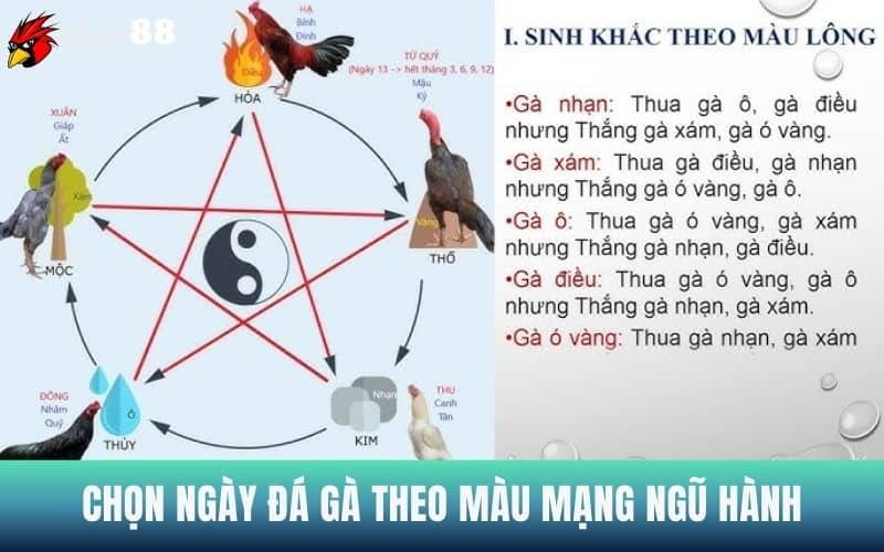 Chọn ngày đá gà theo màu mạng ngũ hành Chọn ngày đá gà theo màu mạng ngũ hành