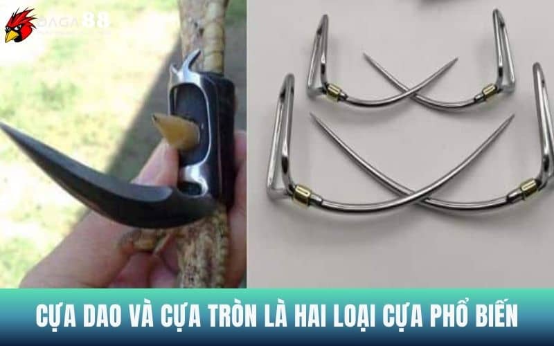 Cựa tròn và cựa dao là hai loại cựa phổ biến