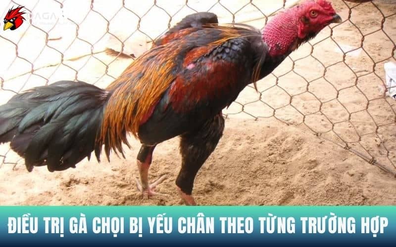 Điều trị gà chọi yếu chân đối với các trường hợp cụ thể Điều trị gà chọi yếu chân đối với các trường hợp cụ thể