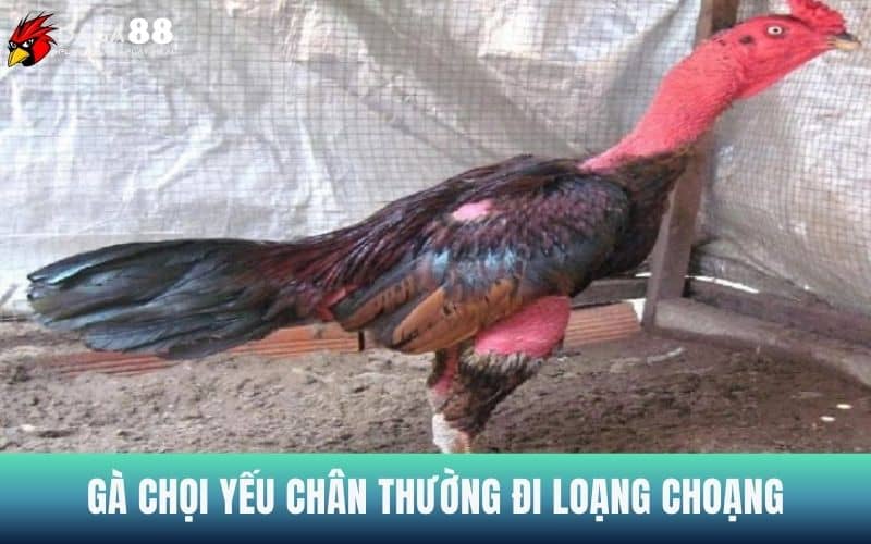 Gà bị yếu chân thường di chuyển loạng choạng Gà bị yếu chân thường di chuyển loạng choạng