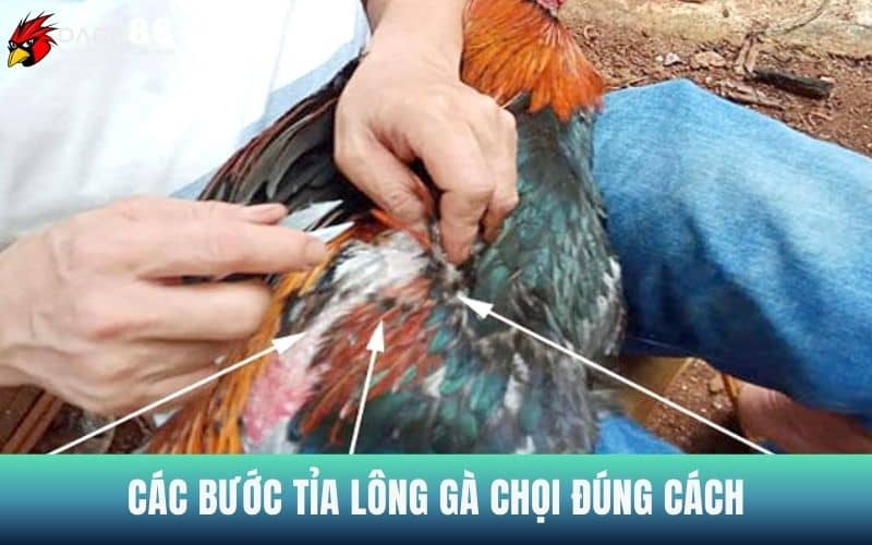 Hướng dẫn các bước tỉa lông gà chọi đúng cách Hướng dẫn các bước tỉa lông gà chọi đúng cách
