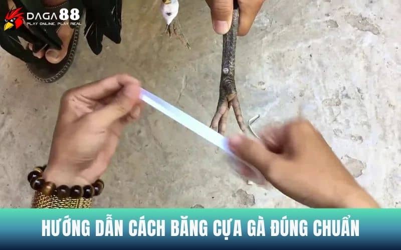 Hướng dẫn cách băng cựa gà đúng chuẩn