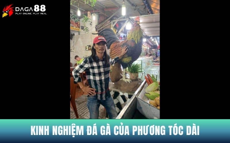Kinh nghiệm đá gà nhiều năm của Phương Tóc Dài Kinh nghiệm đá gà nhiều năm của Phương Tóc Dài