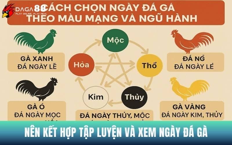 Lưu ý nên kết hợp nuôi dưỡng và xem ngày đá gà Lưu ý nên kết hợp nuôi dưỡng và xem ngày đá gà