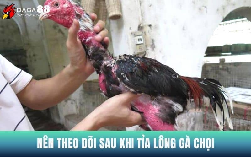 Nên theo dõi sau khi tỉa lông gà chọi Nên theo dõi sau khi tỉa lông gà chọi