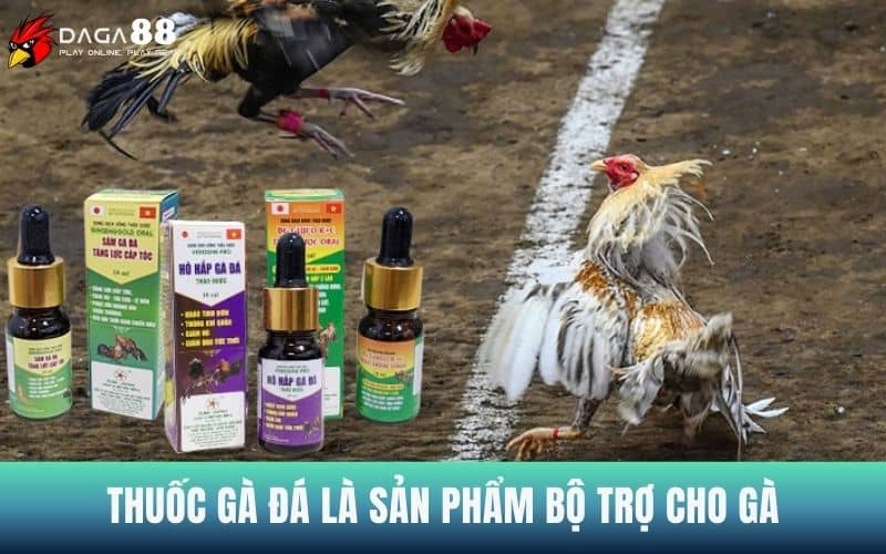 Thuốc đá gà là sản phẩm bổ trợ thể lực cho chiến kê Thuốc đá gà là sản phẩm bổ trợ thể lực cho chiến kê