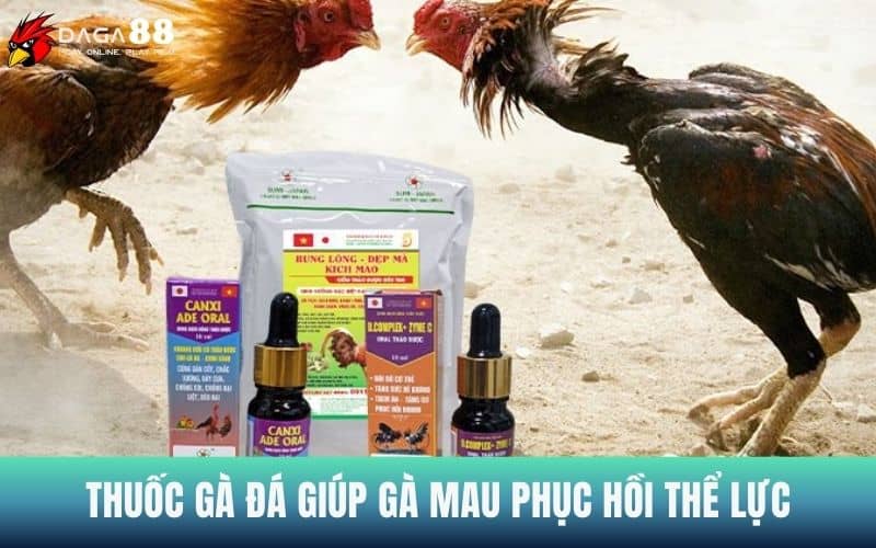 Thuốc gà đá giúp gà chiến được phục hồi nhanh và tăng thể lực Thuốc gà đá giúp gà chiến được phục hồi nhanh và tăng thể lực