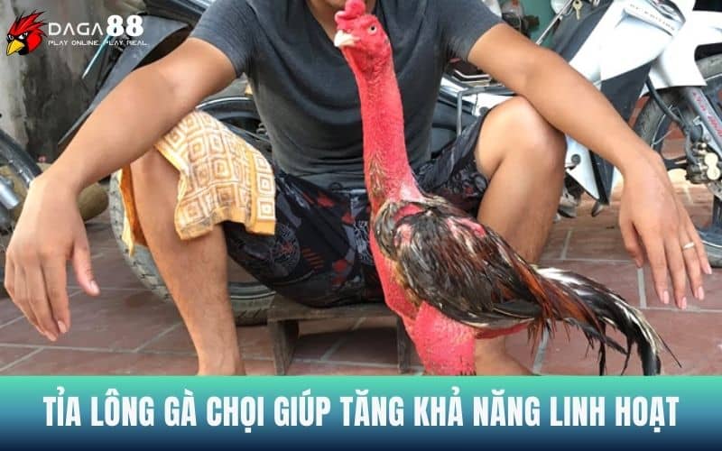Tỉa lông gà chọi giúp tăng khả năng linh hoạt cho gà Tỉa lông gà chọi giúp tăng khả năng linh hoạt cho gà