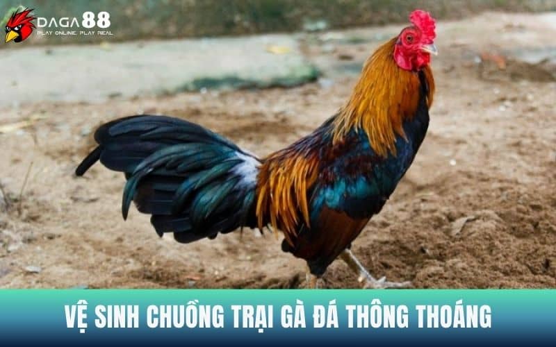 Vệ sinh chuồng trại gà đá được thông thoáng Vệ sinh chuồng trại gà đá được thông thoáng