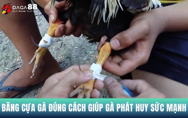 Việc băng cựa gà đúng sẽ giúp gà chiến phát huy sức đá
