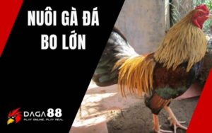 Nuôi Gà Đá Bo Lớn