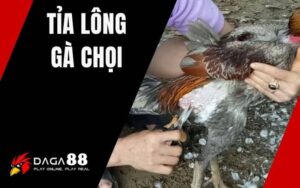 Tỉa Lông Gà Chọi