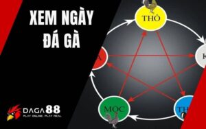 Xem Ngày Đá Gà
