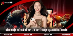 Cách Nhận Biết Gà Đá Hay - Bí Quyết Chọn Lựa Chiến Kê Chuẩn