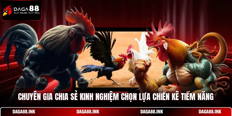 Chuyên gia chia sẻ kinh nghiệm chọn lựa chiến kê tiềm năng