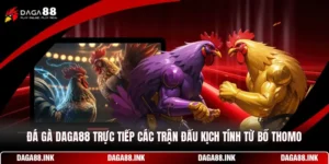 Đá Gà DAGA88 - Trực Tiếp Các Trận Đấu Kịch Tính Từ Bồ Thomo
