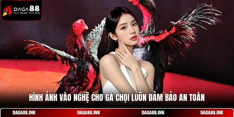 Hình ảnh vào nghệ cho gà chọi luôn đảm bảo an toàn Hình ảnh vào nghệ cho gà chọi luôn đảm bảo an toàn