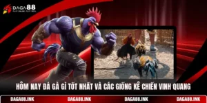 Hôm Nay Đá Gà Gì Tốt Nhất Và Các Giống Kê Chiến Vinh Quang
