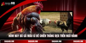 Hôm Nay Đá Gà Màu Gì Để Chiến Thắng Dựa Trên Ngũ Hành