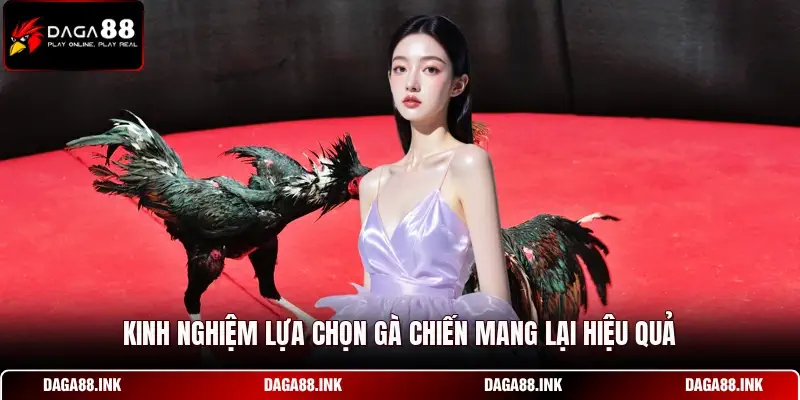 Kinh nghiệm lựa chọn gà chiến mang lại hiệu quả