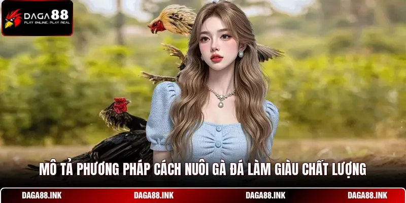 Mô tả phương pháp cách nuôi gà đá làm giàu chất lượng Mô tả phương pháp cách nuôi gà đá làm giàu chất lượng