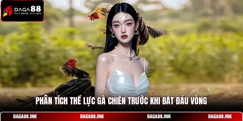 Phân tích thể lực gà chiến trước khi bắt đầu vòng