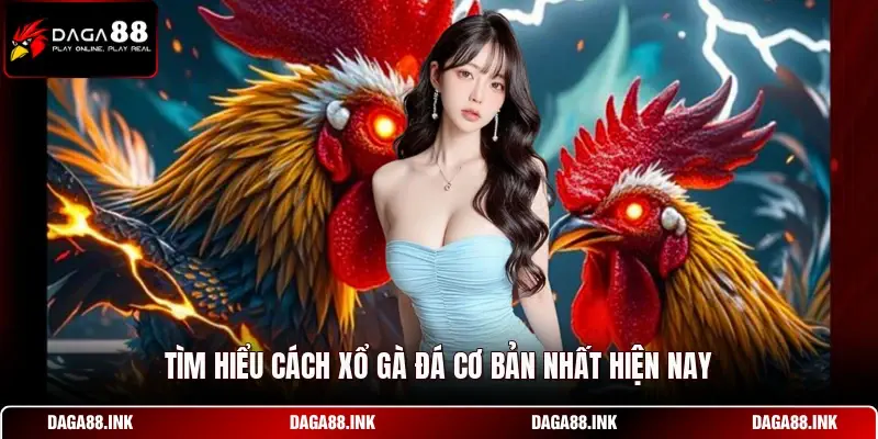 Tìm hiểu cách xổ gà đá cơ bản nhất hiện nay