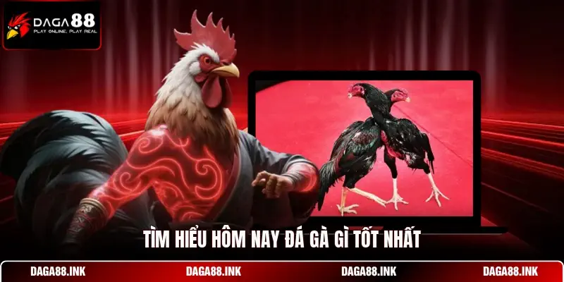 Tìm hiểu hôm nay đá gà gì tốt nhất Tìm hiểu hôm nay đá gà gì tốt nhất